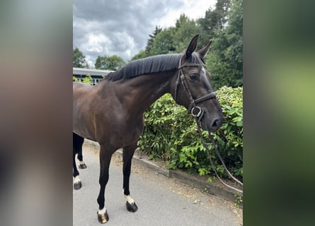 Hannoveraner, Stute, 7 Jahre, Schwarzbrauner