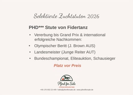 Hannoveraner, Stute, 7 Jahre