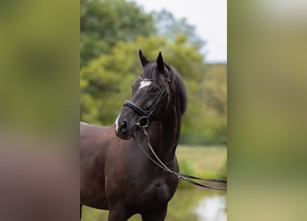 Hannoveraner, Stute, 8 Jahre, 159 cm, Rappe