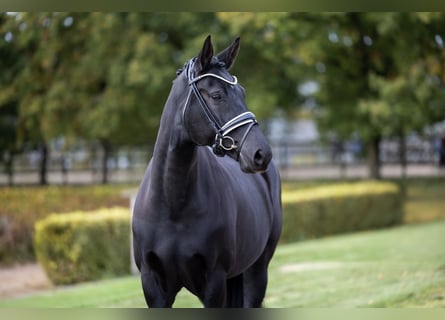 Hannoveraner, Stute, 8 Jahre, 163 cm, Rappe