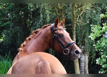Hannoveraner, Stute, 8 Jahre, 164 cm, Dunkelfuchs