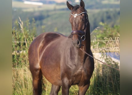 Hannoveraner, Stute, 8 Jahre, 165 cm, Dunkelbrauner