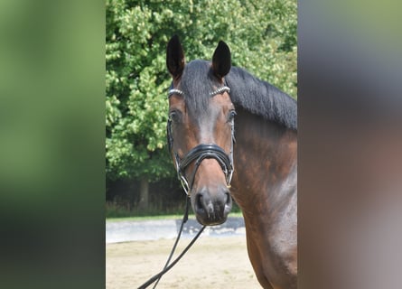 Hannoveraner, Stute, 8 Jahre, 166 cm, Brauner