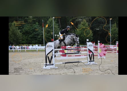 Hannoveraner, Stute, 8 Jahre, 167 cm, Apfelschimmel
