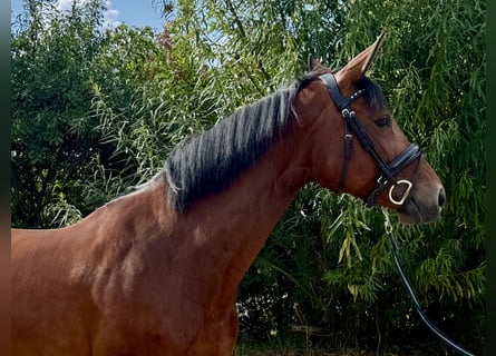 Hannoveraner, Stute, 8 Jahre, 167 cm, Brauner