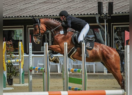 Hannoveraner, Stute, 8 Jahre, 168 cm, Brauner