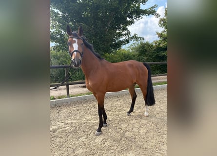 Hannoveraner, Stute, 8 Jahre, 168 cm, Brauner