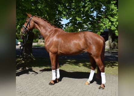Hannoveraner, Stute, 8 Jahre, 168 cm, Fuchs
