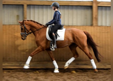 Hannoveraner, Stute, 8 Jahre, 168 cm, Fuchs
