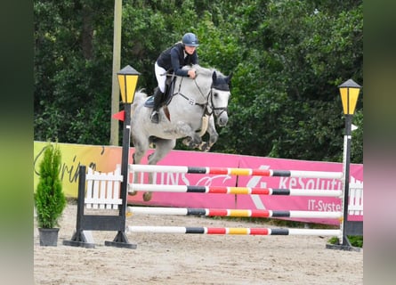 Hannoveraner, Stute, 8 Jahre, 168 cm, Schimmel
