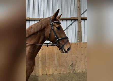 Hannoveraner, Stute, 8 Jahre, 169 cm, Fuchs