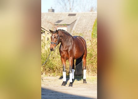 Hannoveraner, Stute, 8 Jahre, 170 cm, Brauner