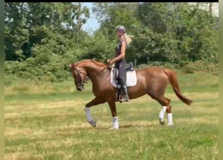 Hannoveraner, Stute, 8 Jahre, 170 cm, Fuchs