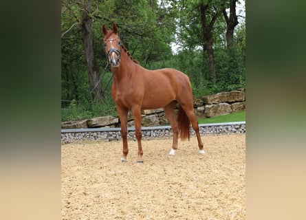 Hannoveraner, Stute, 8 Jahre, 170 cm, Fuchs
