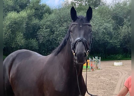 Hannoveraner, Stute, 8 Jahre, 170 cm, Rappe