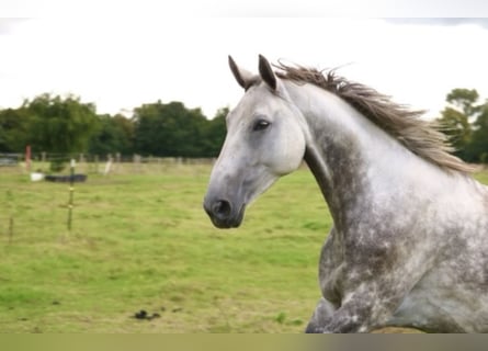Hannoveraner, Stute, 8 Jahre, 170 cm, Schimmel