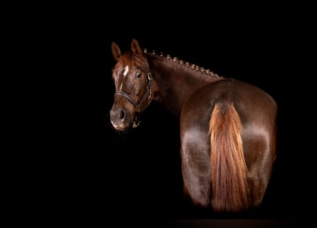 Hannoveraner, Stute, 8 Jahre, 173 cm, Dunkelfuchs