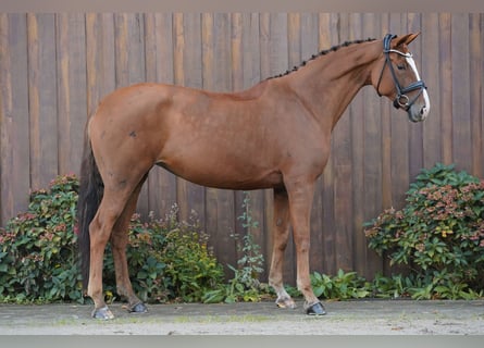 Hannoveraner, Stute, 8 Jahre, 173 cm, Fuchs