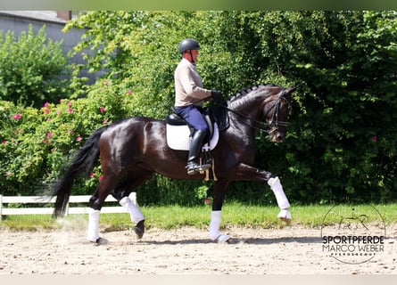 Hannoveraner, Stute, 8 Jahre, 174 cm, Rappe