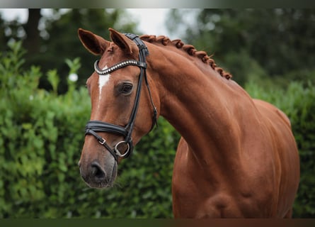 Hannoveraner, Stute, 8 Jahre, 175 cm, Fuchs