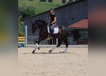 Hannoveraner, Stute, 8 Jahre, 178 cm, Rappe