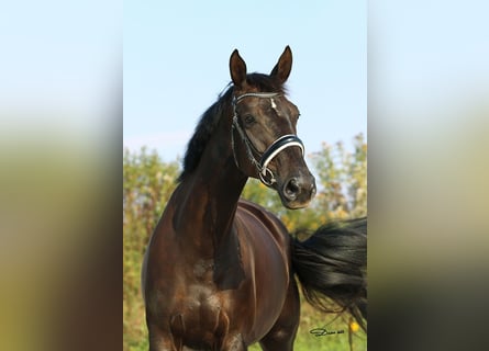 Hannoveraner, Stute, 8 Jahre, 178 cm, Rappe