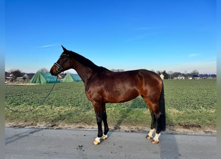 Hannoveraner, Stute, 8 Jahre, Brauner