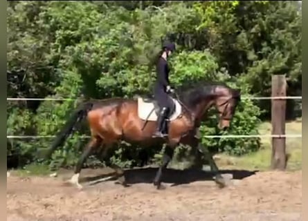 Hannoveraner, Stute, 8 Jahre, Brauner
