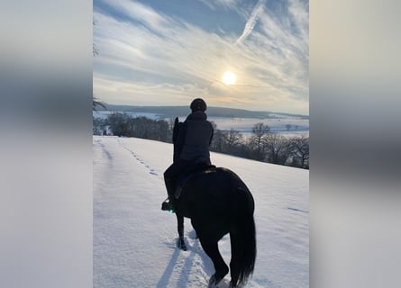 Hannoveraner, Stute, 8 Jahre