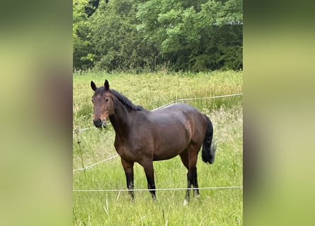 Hannoveraner, Stute, 9 Jahre, 162 cm, Dunkelbrauner