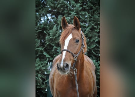 Hannoveraner, Stute, 9 Jahre, 162 cm, Fuchs