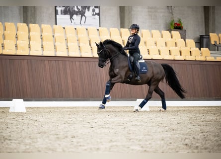 Hannoveraner, Stute, 9 Jahre, 163 cm, Rappe