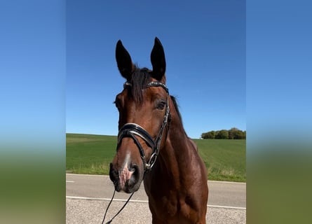 Hannoveraner, Stute, 9 Jahre, 164 cm, Brauner