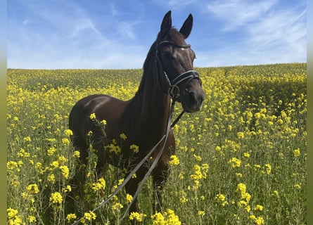 Hannoveraner, Stute, 9 Jahre, 164 cm