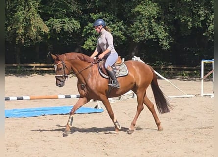 Hannoveraner, Stute, 9 Jahre, 164 cm, Fuchs