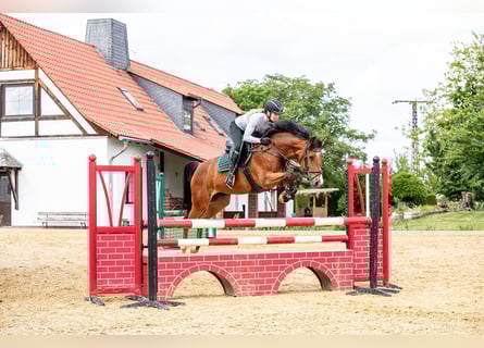 Hannoveraner, Stute, 9 Jahre, 165 cm, Brauner