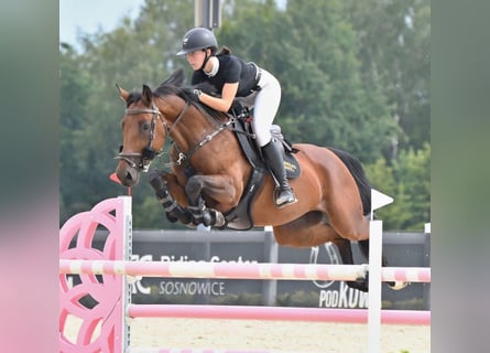 Hannoveraner, Stute, 9 Jahre, 165 cm, Brauner