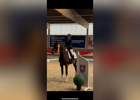 Hannoveraner, Stute, 9 Jahre, 165 cm, Dunkelbrauner