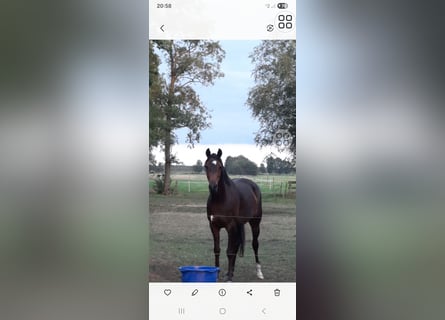 Hannoveraner, Stute, 9 Jahre, 166 cm, Dunkelbrauner