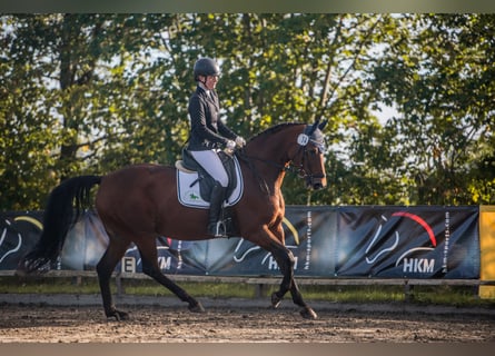 Hannoveraner, Stute, 9 Jahre, 167 cm, Brauner