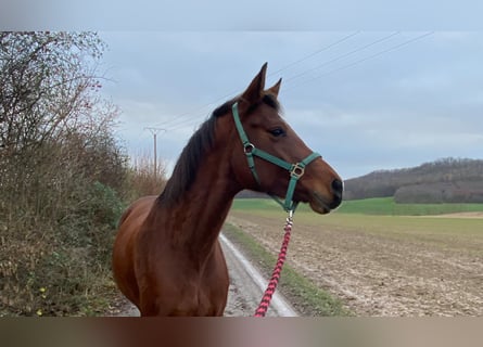 Hannoveraner, Stute, 9 Jahre, 167 cm, Brauner
