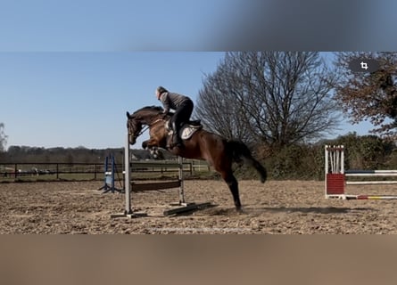 Hannoveraner, Stute, 9 Jahre, 167 cm, Dunkelbrauner