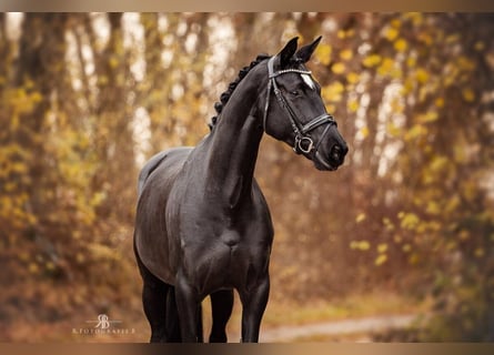 Hannoveraner, Stute, 9 Jahre, 167 cm, Rappe