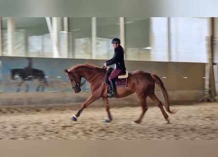 Hannoveraner, Stute, 9 Jahre, 168 cm, Fuchs
