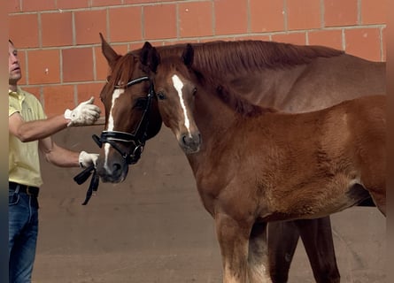 Hannoveraner, Stute, 9 Jahre, 169 cm, Fuchs