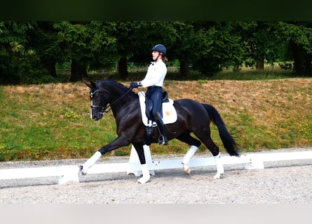 Hannoveraner, Stute, 9 Jahre, 169 cm, Rappe
