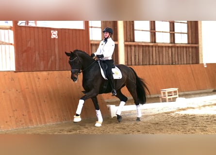 Hannoveraner, Stute, 9 Jahre, 170 cm, Brauner