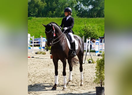 Hannoveraner, Stute, 9 Jahre, 170 cm, Dunkelfuchs