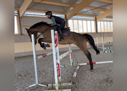 Hannoveraner, Stute, 9 Jahre, 171 cm, Brauner