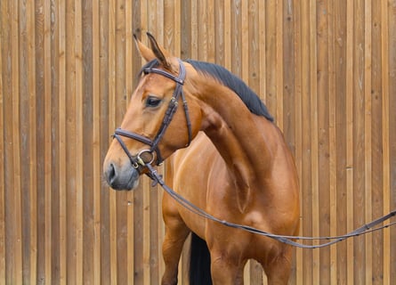 Hannoveraner, Stute, 9 Jahre, 172 cm, Brauner